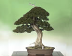 bonsai