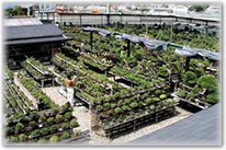 bonsai shop in japan